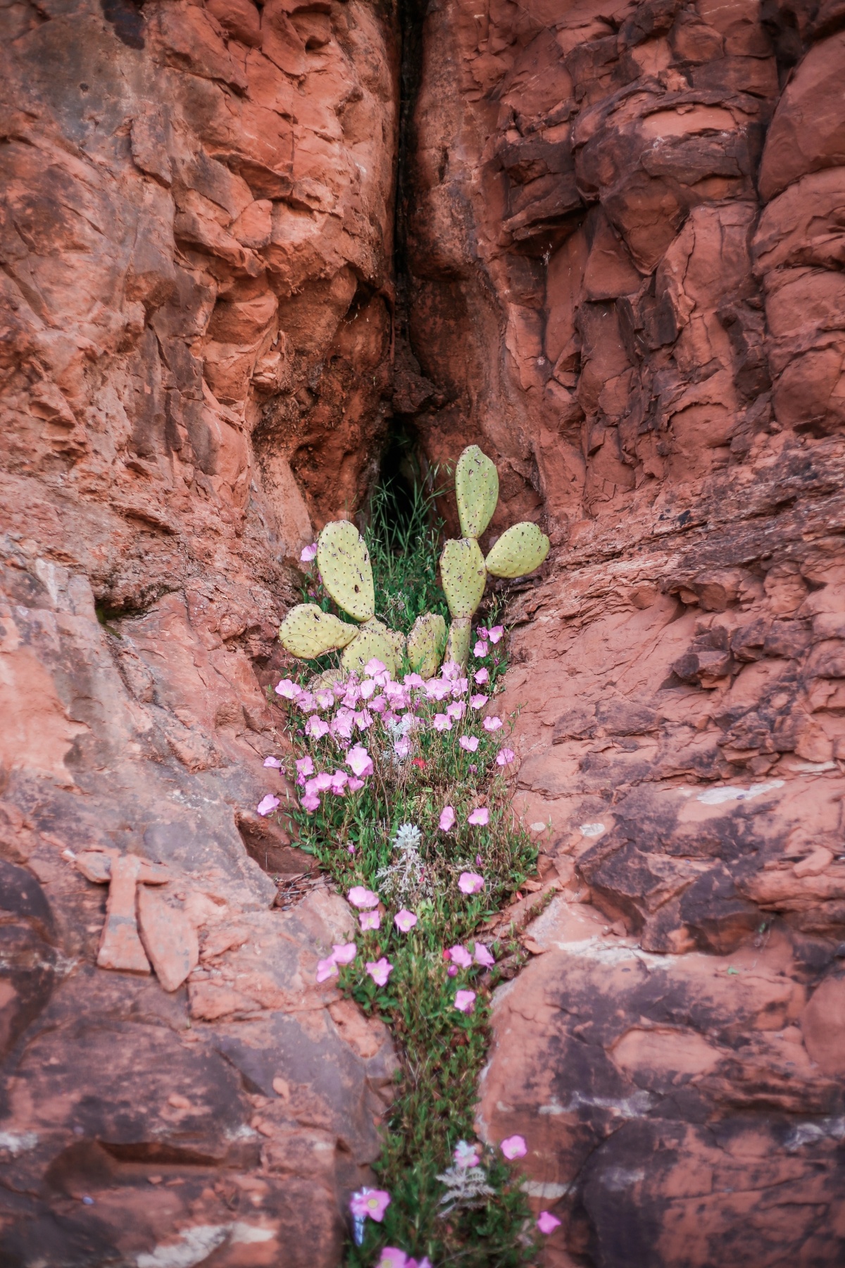 Sedona Cactus