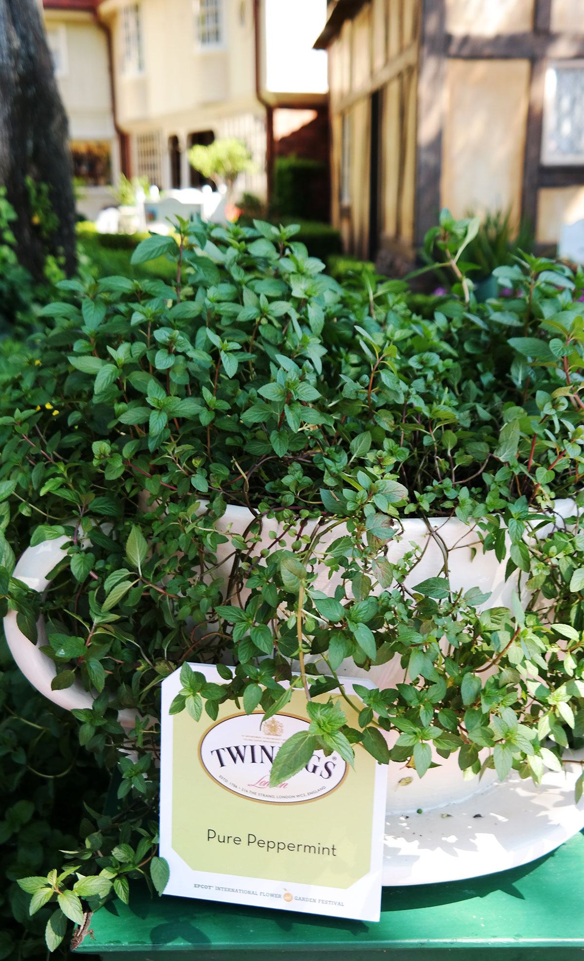 Peppermint tea growing at Epcot's World Showcase UK