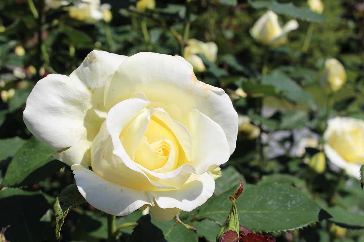 halifax-public-garden-white-rose