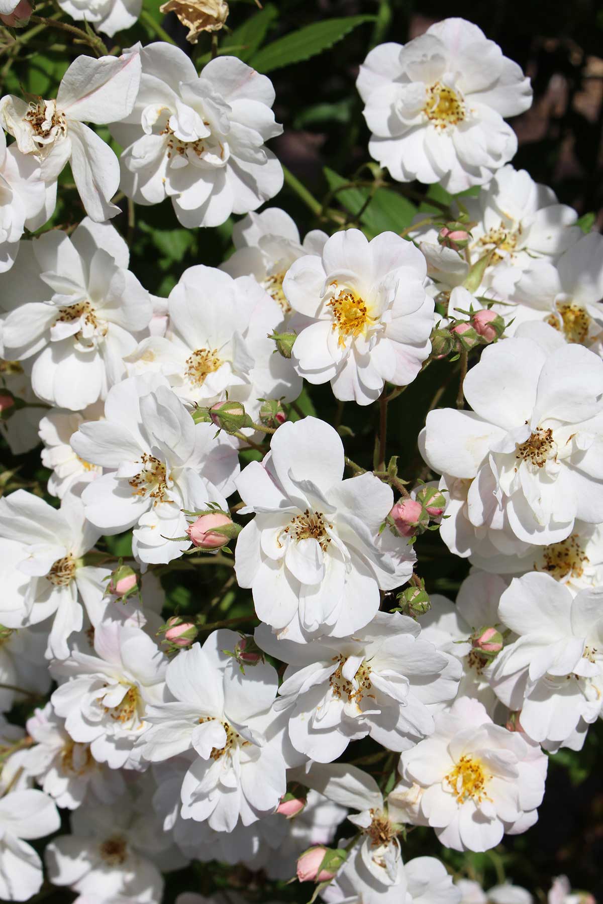 white-roses-sweden