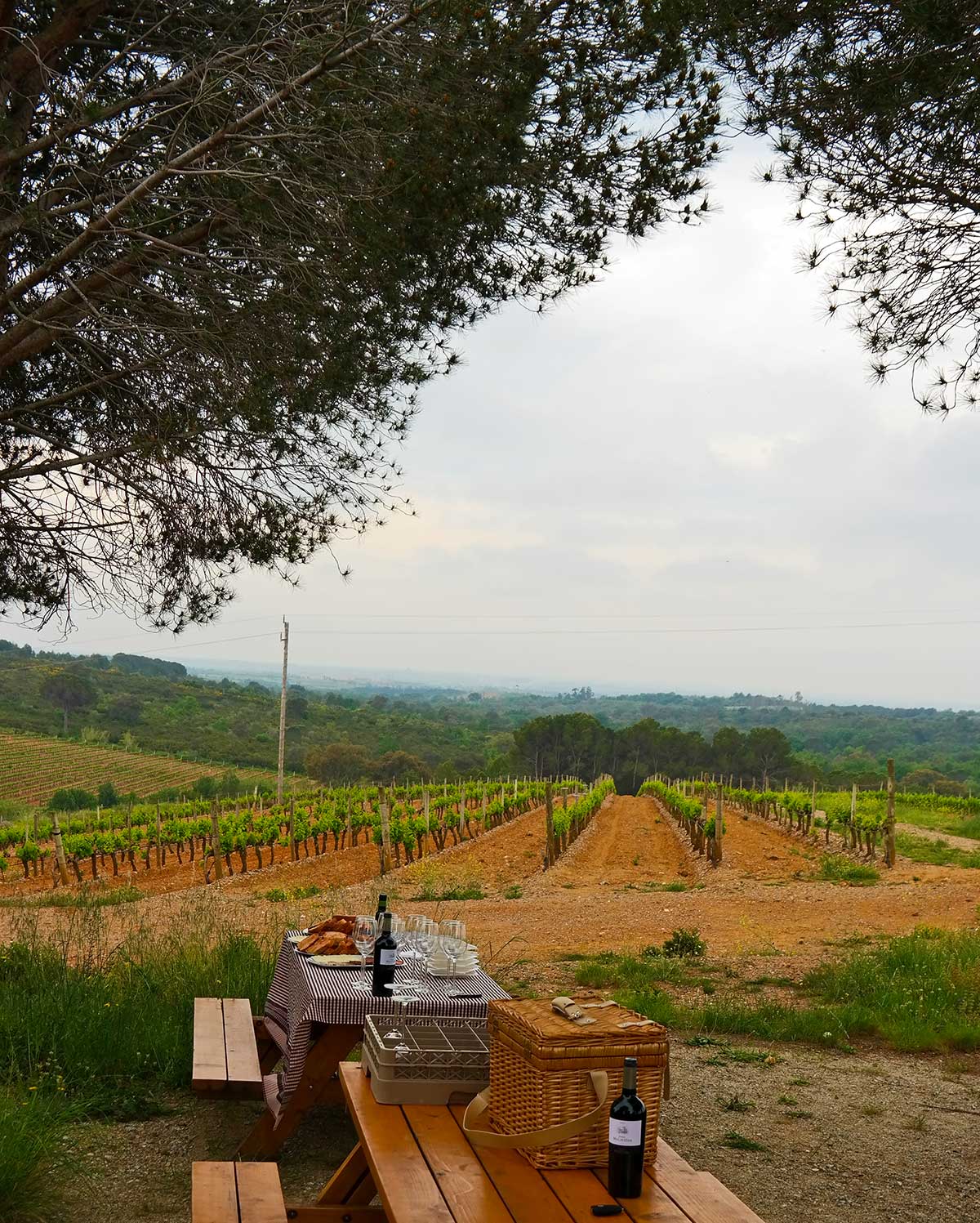 catalonia-spain-wine-vineyards-picnic